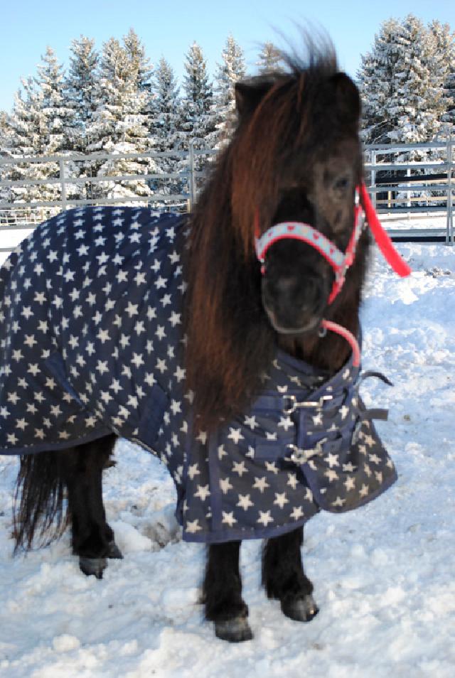 Reiterparadies Sonnenhof- wo (Reiter-)Trume wahr werden